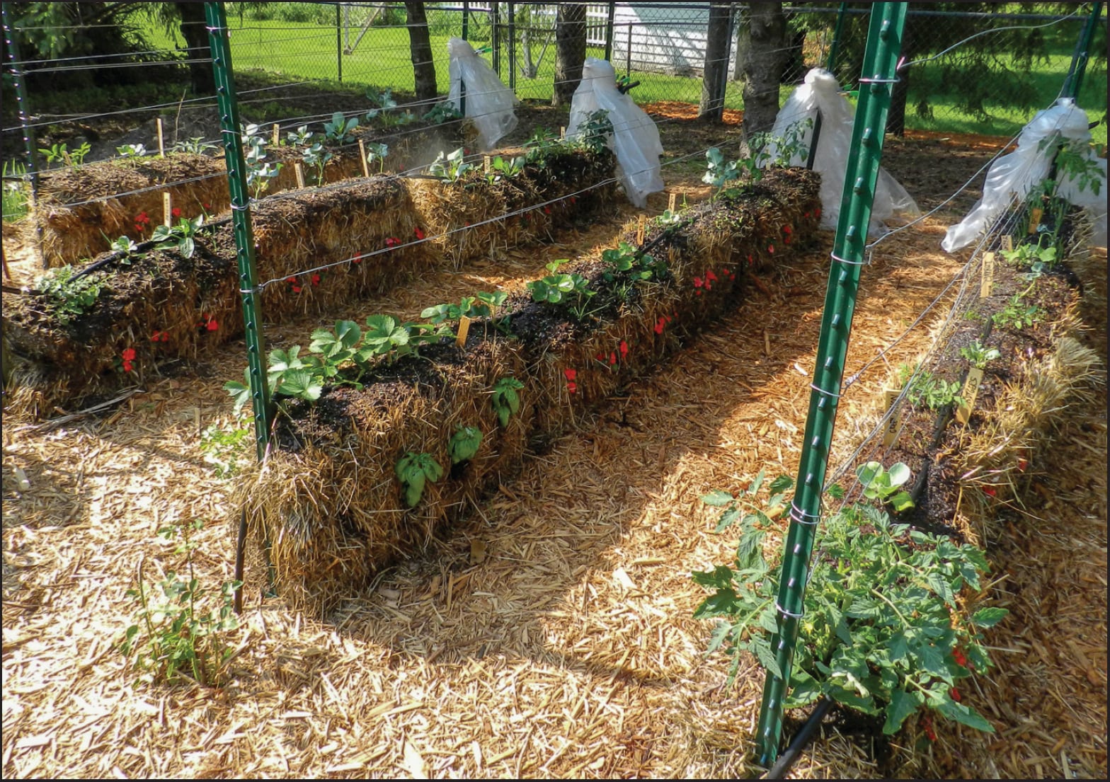 Solve Your Soil Issues With Straw Bale Gardening The Tennessee