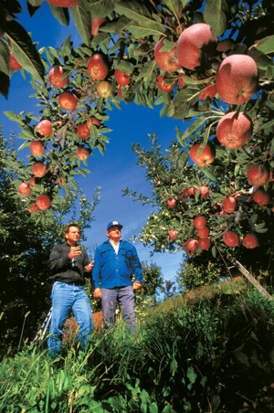 Apple-Orchard-Source-Scott-Bauer-USDA