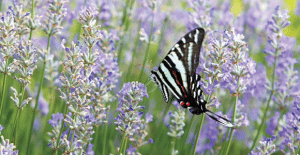 butterfly