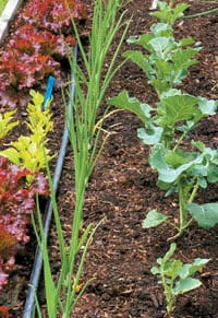 A diversified garden uses a variety of plant odors, colors and textures as natural pest barriers. Cabbage moths are confused when the scent of broccoli and cabbage are masked by onions and carrots growing next door.