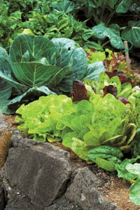 Mustard oils found in cabbage (paired here with lettuce) and similar plants often poison unsuspecting spider mites, mosquitoes and Mexican bean beetles.