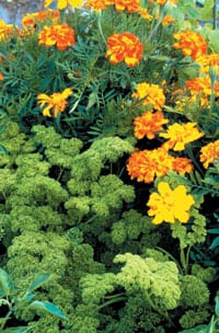 Marigolds, seen here with parsley, contain thiopene in their roots — a substance that is toxic to certain types of soil-dwelling nematodes.