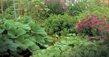 Companion Planting