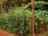 A vertical trellis — anchored by wood on either end and rows of hand-strung twine offering an easy path to sunlight — suspends a wall of beans.