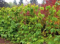 This vertical trellis uses strong wire to help beans grow and allows easy access for harvesting without bending.