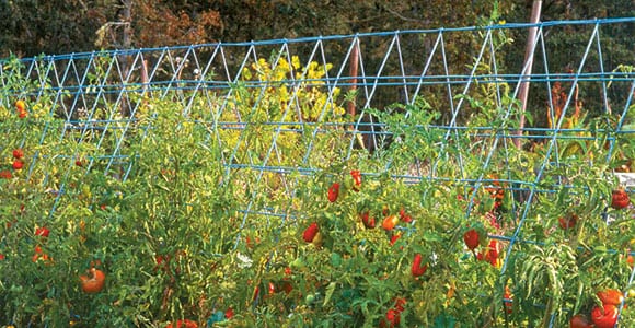 Since trellising eliminates soil contact, vegetables and fruits stay cleaner and are less likely to rot. Fruits are quicker to ripen and often more flavorful due to the additional sunlight exposure.