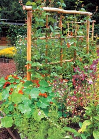 Plants grown vertically cast a shadow. Running your trellis in an east-to-west direction on the north side of your garden creates optimal light exposure for trellised plants while casting the shortest shadow on the garden.