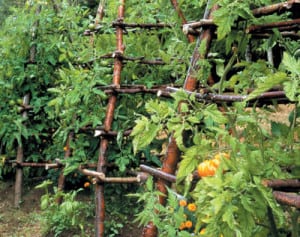 Eight- to 10-foot poles made of willow branches form this teepee-style trellis. The frame is wrapped in string, chicken wire or netting to provide a surface for vines to climb. 