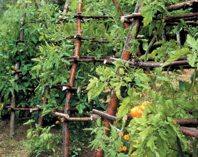 Vertical Garden