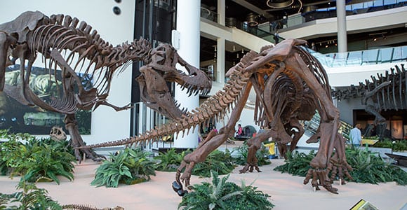 Life-size dinosaur replicas are popular draws to the Natural History gallery in the Discovery Center.
