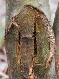 Orange blight fungus grows on a damaged chesnut tree. Photograph courtesy of Dr. Greg Weaver