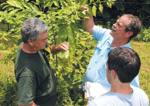 Dr. Hill Craddock and his University of Tennessee at Chattanooga crew grade blight resistance and assess physical characteristics of American chestnut trees in Greg Weaver’s Williamson County orchard. The trees had been inoculated in June 2012 with two strains of chestnut blight.