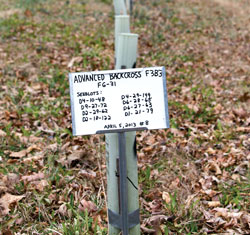 Seeds from American chestnut trees backcrossed with Chinese chestnuts begin growing in tubes. As they grow into saplings, they will be injected with two strains of chestnut blight fungus to test their resistance. Trees with good resistance will be used in future crosses. Photograph courtesy of Dr. Greg Weaver