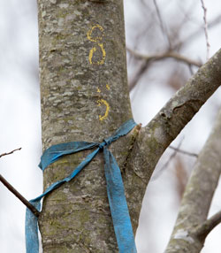 A tree injected with the blight is marked.