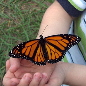 An orange monarch rests on a young visitor to Lichterman Nature Center. Source: Lichterman Nature Center, Memphis