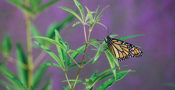 An orange monarch butterfly rests on cane. Photograph by Robin Conover