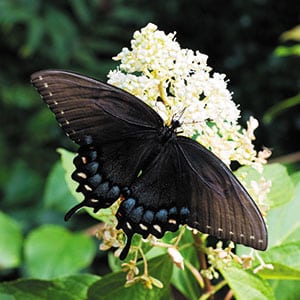 A wide hydrangea bloom makes dining on nectar easy for this black swallowtail. Source: L.A. Jackson