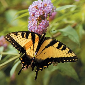 An Eastern tiger swallowtail explores a butterfly bush blossom. Source: L.A. Jackson