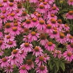 A purple coneflower is not only a beautiful flower to have in your garden but a favorite of butterflies.