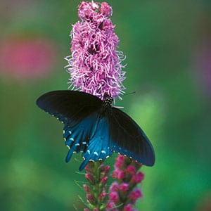 A pipevine swallowtail. Photograph by Robin Conover