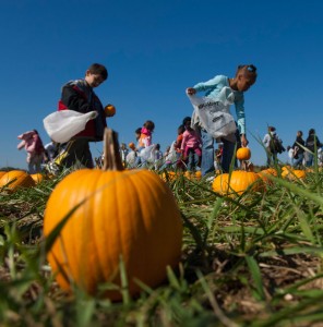 Children race to find the perfect pumpkin at the Alsup family’s Honeysuckle Hill Farm near Springfield. Photo by Phil Cicero, Tennessee Photographic Services.