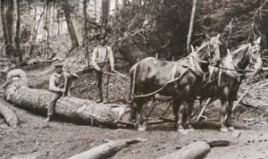 At left, a team of horses drags logs on Blanket Mountain (near Elkmont) in 1922. Photograph courtesy of the National Park Service, Hooks Collection.