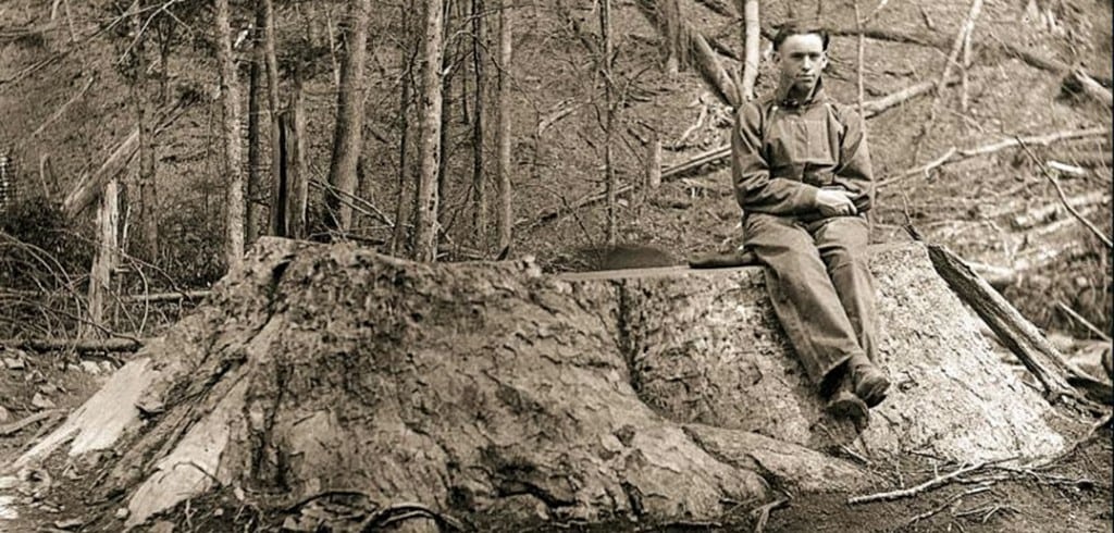 A sawyer sits atop a stump of a poplar tree cut by the Little River Lumber Company. Photograph courtesy of the National Park Service