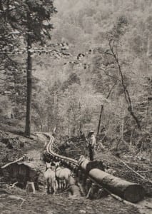 A skid road winds along the West Prong of the Little River. Photograph courtesy of the National Park Service, Tipton Collection
