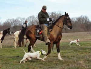 Happy Jack and Snowatch at the breakaway of day two of the 2013 National Bird Dog Field Trials. Photograph by Jamie Evans, Ames Plantation.