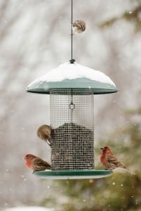 House finches. Photograph courtesy of Kay Home Products