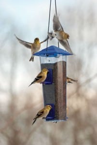 American goldfinches flock to a nearly full birdfeeder. Experts suggest it’s better to landscape with native plants and supplement those food sources with birdfeeders. Photograph courtesy of Kay Home Products