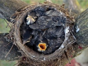 Birds — like these young robins — are most protected when they nest in native tree species. Photograph by S. Carnes/Courtesy Cornell Lab of Ornithology