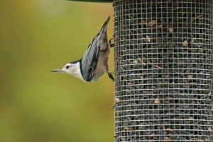 White-breasted nuthatch. Photograph courtesy of Kay Home Products