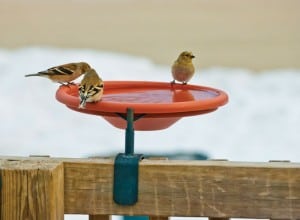 Goldfinches enjoy a backyard birdbath. Photograph courtesy of Kay Home Products