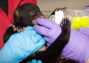 Although curators must hold the youngest cubs to feed them, animals in the care of the Appalachian Bear Rescue are removed from human contact as fast as possible to avoid habituating them to people.