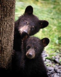 Bears have a strong sense of home. They know where they came from and will try to return there if relocated — even if that means crossing an Interstate or someone’s backyard. That is why Appalachian Bear Rescue returns them as close as possible to where they were found. 