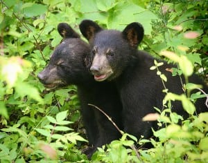 When the cubs are around 15 pounds and able to eat soft foods, they are moved to one of four half-acre wild enclosures. There the bears find natural habitat, including trees, grass and rocks.