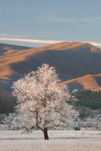 Morning’s sun paints the top of a frost-covered tree and distant mountains in warm sunlight at the beginning of a cold day in Cades Cove of Great Smoky Mountains National Park.