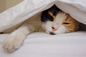 Give your pets a warm place to sleep. Photo Credit: Freeimages.com/Lucía Rojas.