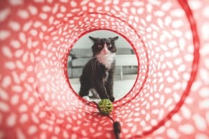 Provide toys and other fun distractions for your cat while you’re away from home.