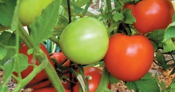 Ten vegetables with the best payback