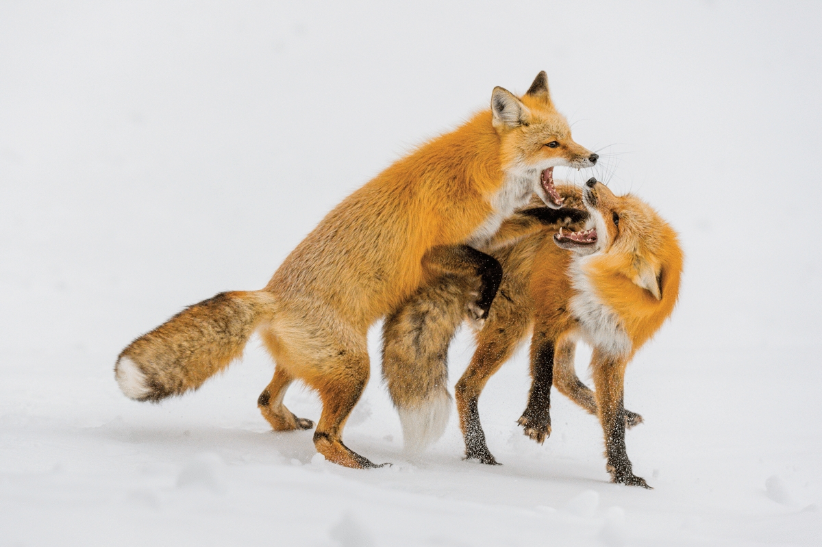 Red fox exchange “words” in a minor lover’s spat on a snowy day in Grand Tetons National Park.