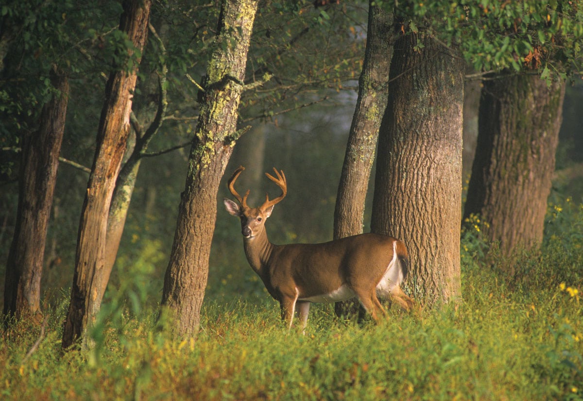 A late summer white-tailed buck in velvet pauses for a moment at the edge of a cove hardwood forest in Great Smoky Mountains National Park. Opposite page, a loving mother bear reaches up to her young cub and in return is greeted with a soft kiss on the end of her nose.