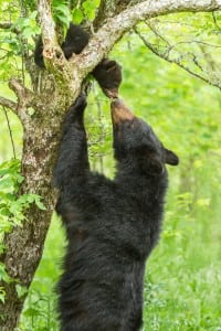 A loving mother bear reaches up to her young cub and in return is greeted with a soft kiss on the end of her nose.