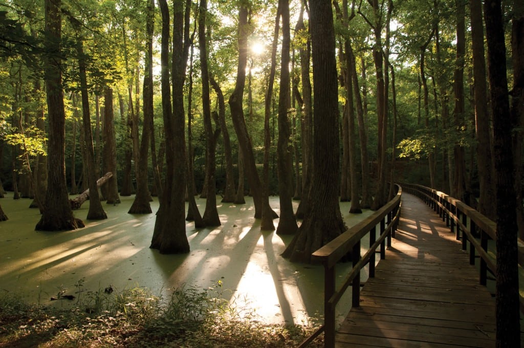 Cypress swamp at milepost 122 along the Natchez Trace