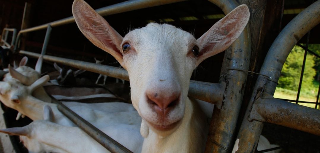 One of the 150-plus goats at Noble Springs Dairy awaits feed from Justyne Noble.