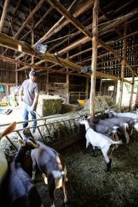 Dustin Noble moves hay for the goats in the barn. The Nobles make sure to take a hands-on approach when it comes to ensuring their animals’ health and making their top-quality goat milk products.