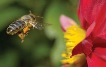 Bringing them home: the buzz about pollinators