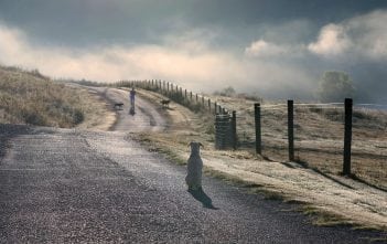 Shutterbug Showcase: Pets