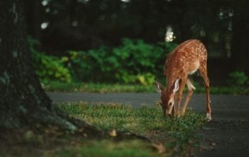 Attracting Animals to Your Garden